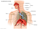Lungs   respiratory system