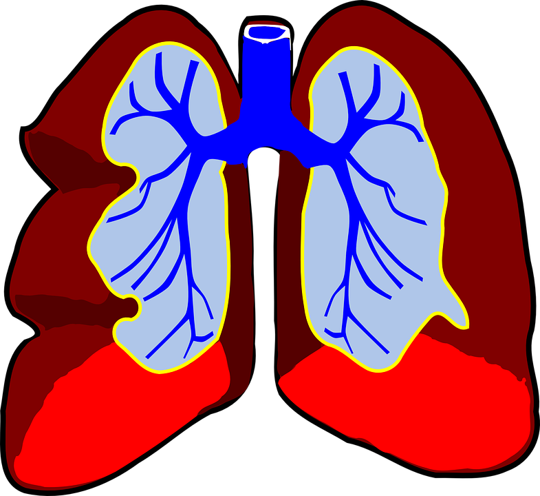 lungs 39980 960 720