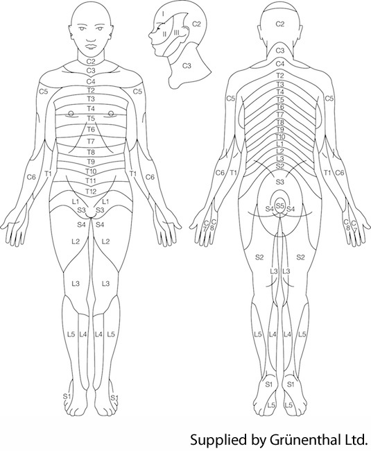 Dermatomes of the Body