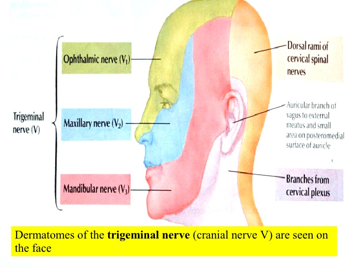Neurology   dermatomes of the face   trigeminal nerve distribution