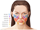 Neurology   descriptive areas of the face
