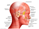 Neurology   facial muscles   lateral view