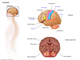 Neurology   the brain