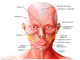 Neurology facial muscles   anterior view