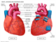 Heart   Anterior and posterior views