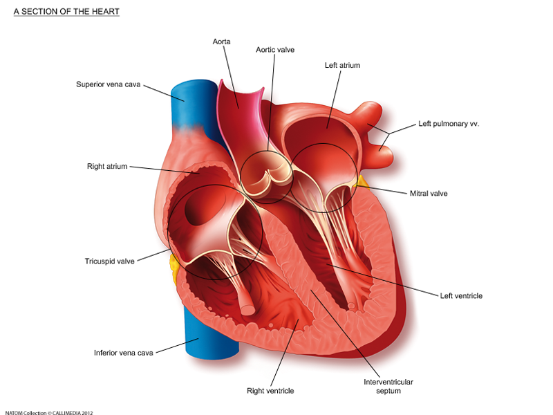 section of the heart