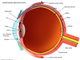 Longitudinal section of the eye