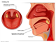 Oral cavity   tonsils