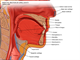 oral cavity   sagittal section