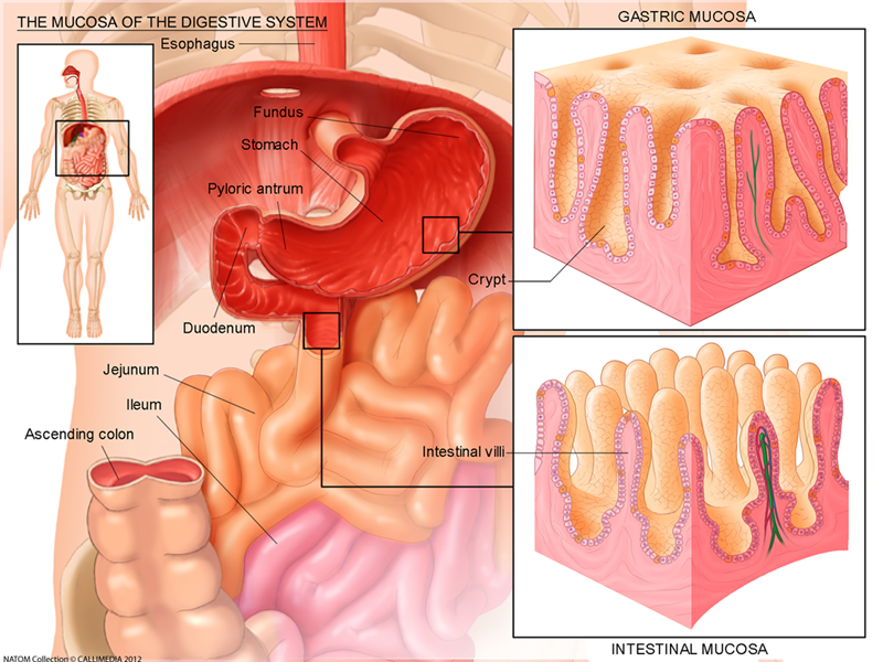 Mucosa of the digestive system to explain disease area in coeliac disease gastritis