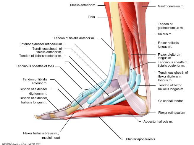 Foot   Medial View   tendons muscles bursae
