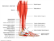 Foot   Muscles tendon lower leg and foot lateral view