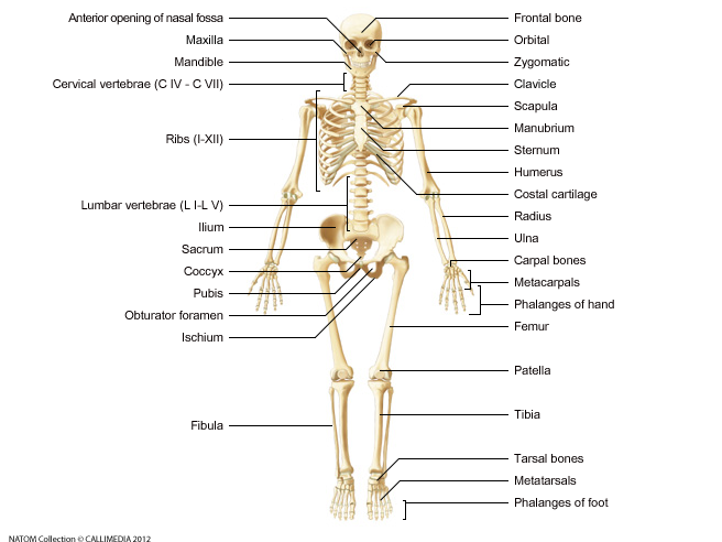 Full Skeletal System