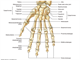 Hand and Forearm   hand bones anterior view