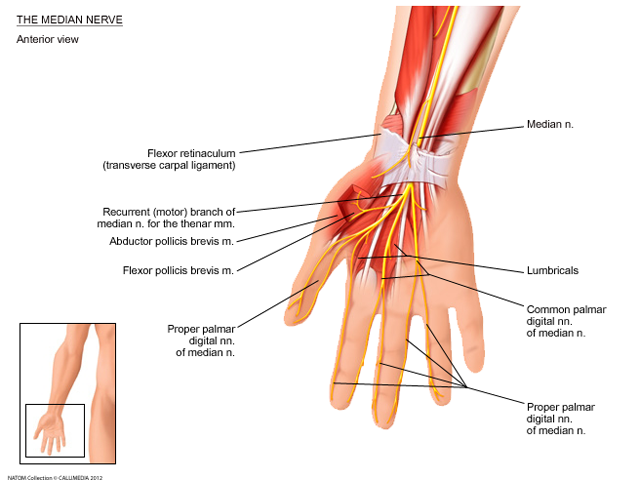 Hand and forearm   median nerve