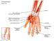 Hand and forearm   median nerve