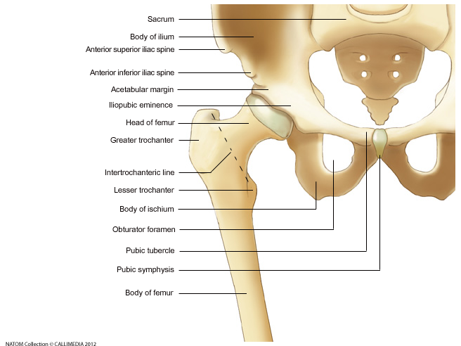 Hip   Anterior View