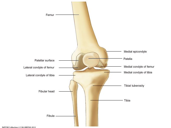 Knee   Anterior View