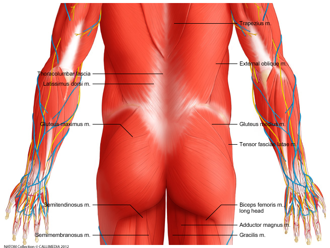 Lower back    muscles