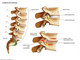 Lumbar   Lumbar spine Vertebrae disc   Lumbar arthritis