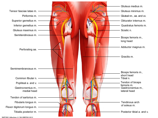 Sciatic nerve   piriformis and back muscles