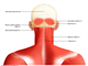 back   head and neck muscles posterior view superficial and deep