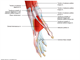hand and forearm   hand lateral view muscles and bursae to explain de quervains teno synovitis