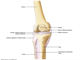 knee  ligaments