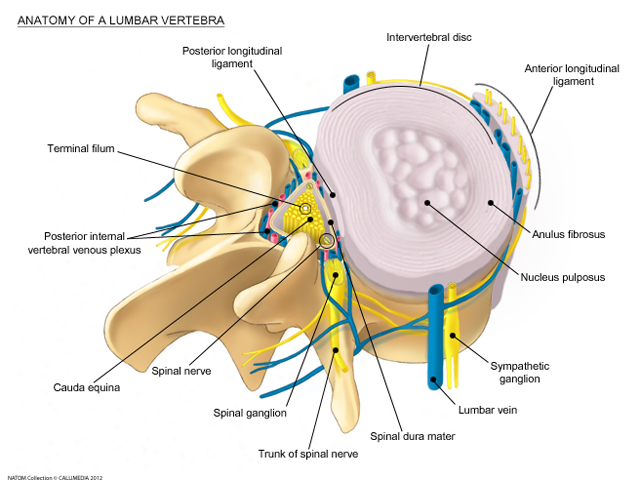 lumbar   Anatomy of a lumbar vertebrae