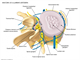 lumbar   Anatomy of a lumbar vertebrae