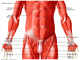 muscular system   Anterior abdominal muscles