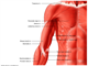 shoulder    Superficial muscles