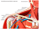 shoulder   surrounding anatomy