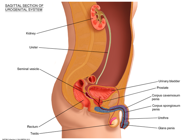 Urinary tract  male sagittal section