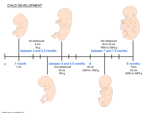 Foetus  development in utero