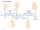 Foetus  development in utero
