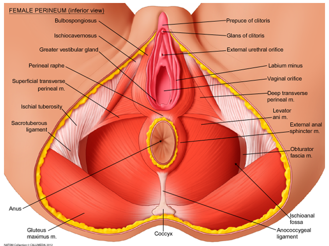 female perineum