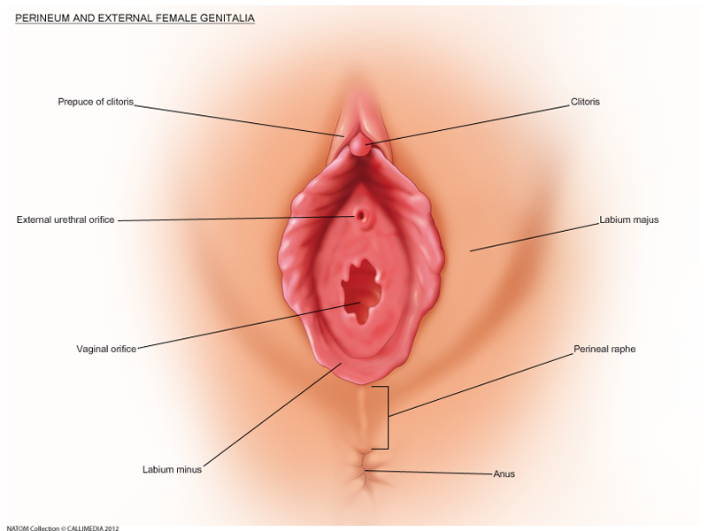 perineum and external female genitalia