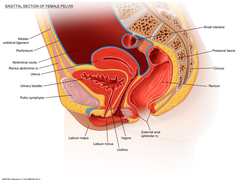 sagittal section of the female genital tract
