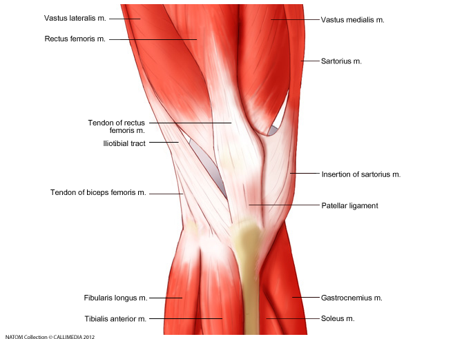 Knee - Muscles and tendons anterior view superficial.png