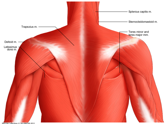 thorax - Thorax- muscles  - Posterior view.png