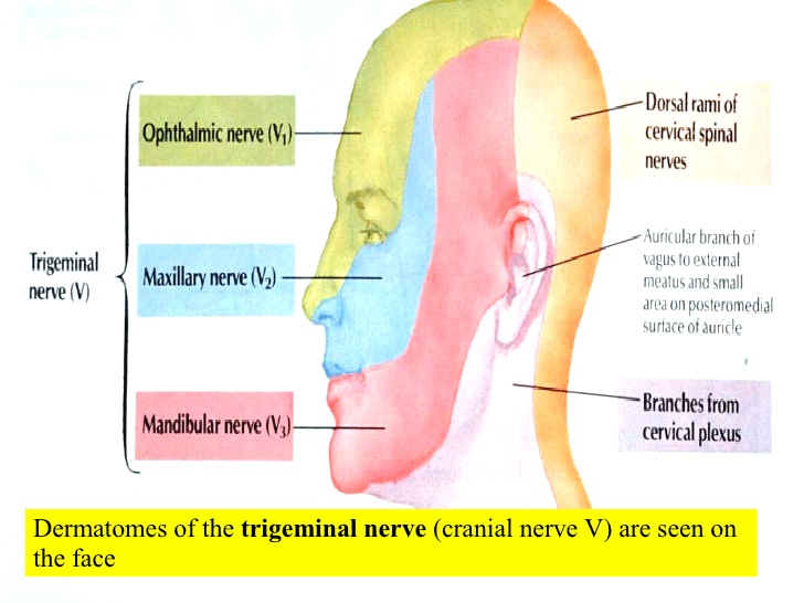 Neurology - dermatomes of the face - trigeminal nerve distribution.jpg