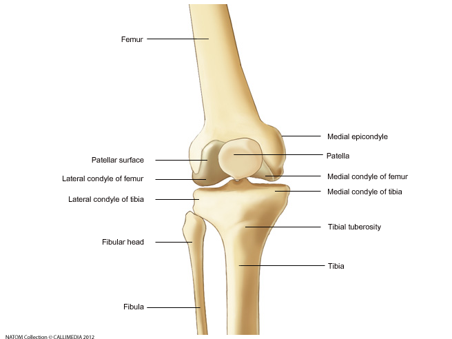 Knee - Anterior View.png