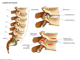 Lumbar - Lumbar spine Vertebrae disc - Lumbar arthritis.png