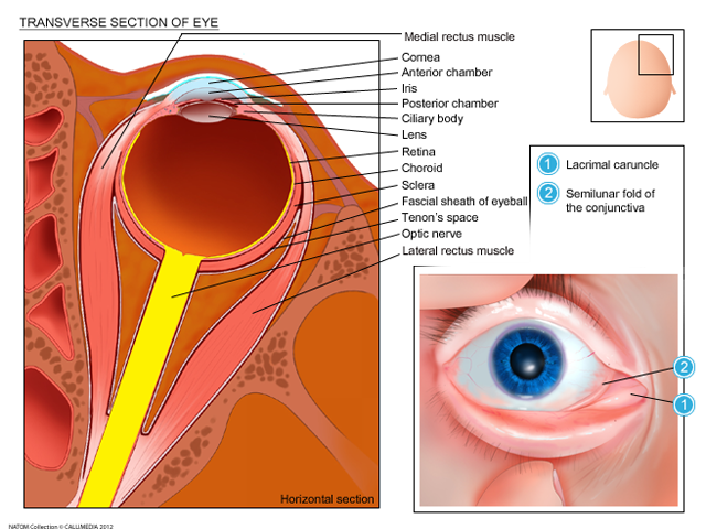 Transverse section of the eye.png