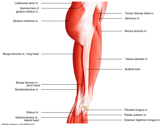 Hip - Ilio tibial tract.png