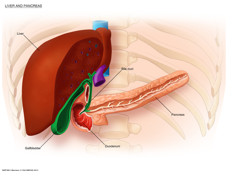 Liver and pancreas.png