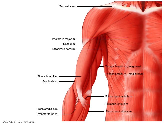 shoulder -  Superficial muscles.png