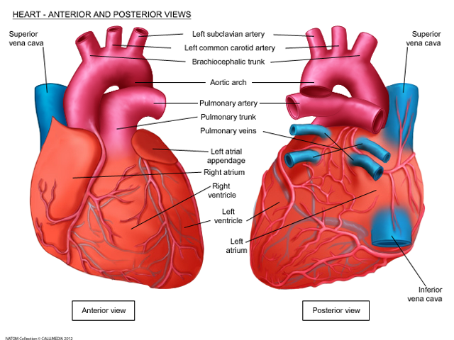 Heart - Anterior and posterior views.png