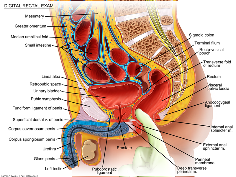 rectal examination.png